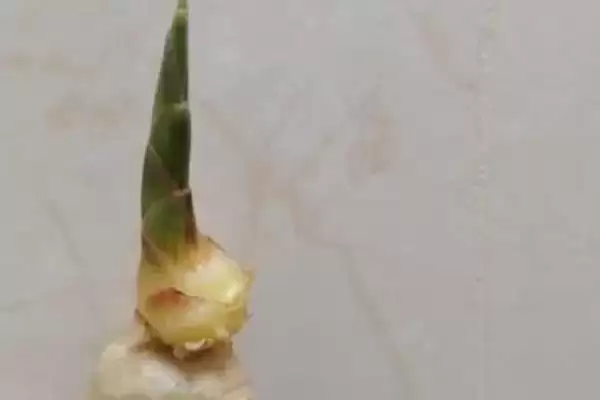 了解种风姜适用土壤的方法和重点？了解种风姜适用土壤要做好哪些细节？插图5