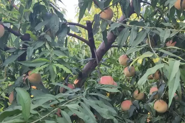 种植水蜜桃的方法和重点?种植水蜜桃要做好哪些细节?插图3 种植水蜜桃的方法和重点?种植水蜜桃要做好哪些细节?插图3