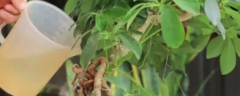 掌握招财树浇水方法的方法和重点？掌握招财树浇水方法要做好哪些细节？-会东网