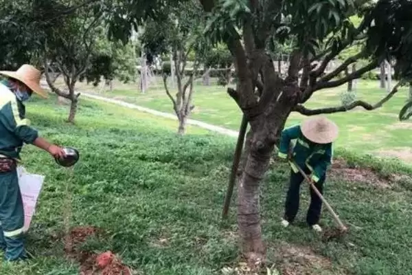 荔枝幼果期的管理方法 ,荔枝花期和膨大期管理重要吗?插图2 荔枝幼果期的管理方法 ,荔枝花期和膨大期管理重要吗?插图2