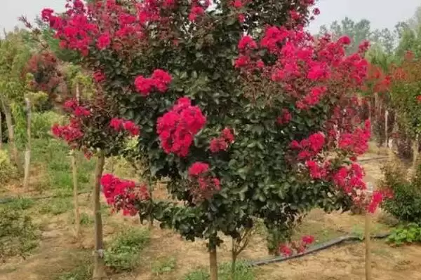 紫薇树的基本介绍和要点？了解紫薇树需关注哪些关键信息？插图2