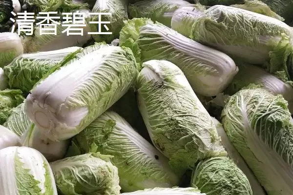认识早熟大白菜品种的方法和重点？认识早熟大白菜品种要做好哪些细节？插图6
