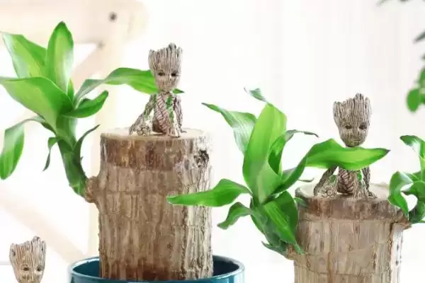水培巴西木的养殖方法？水培巴西木要掌握哪些关键的水培管理方法？插图3