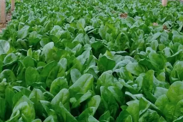 如何用药防治菠菜根腐病？种植菠菜防治根腐病用药要注意什么？插图1