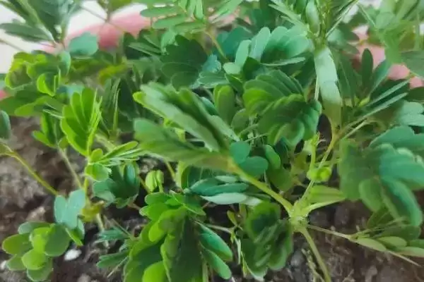 如何种植含羞草种子?种植含羞草种子要遵循哪些详细的种植步骤?插图5 如何种植含羞草种子?种植含羞草种子要遵循哪些详细的种植步骤?插图5