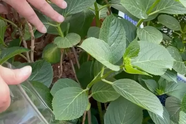 解决绣球花烂根问题的方法和重点?解决绣球花烂根问题要做好哪些细节?插图3 解决绣球花烂根问题的方法和重点?解决绣球花烂根问题要做好哪些细节?插图3