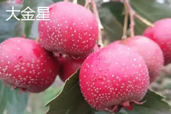 山楂树品种？认识山楂树品种要了解哪些关键的品种分类信息？插图2