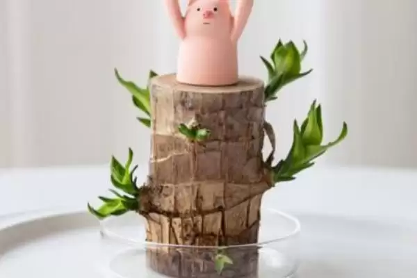 水培巴西木的养殖方法？水培巴西木要掌握哪些关键的水培管理方法？插图2