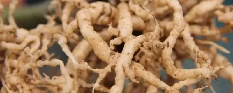 如何防治根结线虫？防控根结线虫要采取哪些有效的防治手段？-会东网