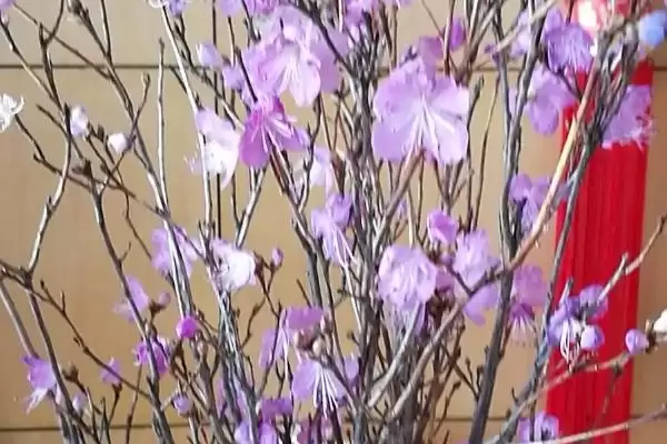 如何养干枝杜鹃开花快?养护干枝杜鹃促开花要运用哪些有效技巧?插图3 如何养干枝杜鹃开花快?养护干枝杜鹃促开花要运用哪些有效技巧?插图3