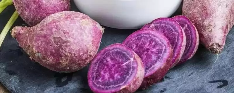 紫薯品种的种类和要点?了解紫薯品种需关注哪些关键信息?插图 紫薯品种的种类和要点?了解紫薯品种需关注哪些关键信息?插图