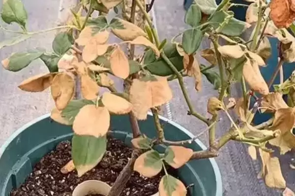 烧根如何补救？应对植物烧根问题要采取哪些有效的补救措施？插图1