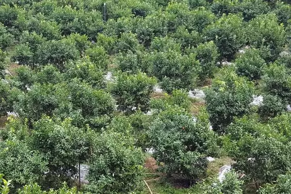 种植柑橘的条件和要点？种植柑橘需满足哪些必要条件？插图2
