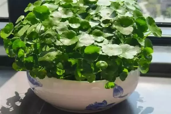 无惧烈日的花卉:向日葵、茉莉花、碗莲的阳光秘籍插图4 无惧烈日的花卉:向日葵、茉莉花、碗莲的阳光秘籍插图4