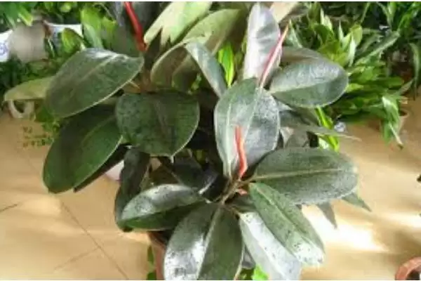 橡皮树养护难度的要点和判断？判断橡皮树养护难度需注意什么？插图3