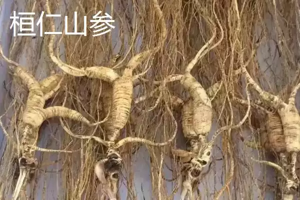 辽宁省桓仁满族自治县的特产 ,桓仁有哪些知名的特产种类呢？插图1