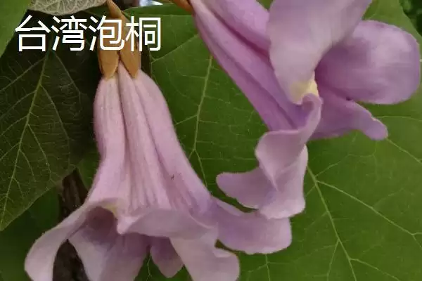 泡桐树开花时间揭秘：一般3-4月绽放的美丽时刻插图8