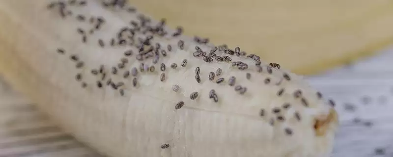 香蕉是否有种子的要点和判断？判断香蕉种子情况需注意什么？-会东网