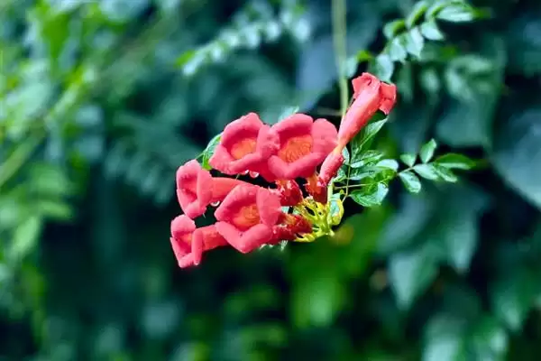 凌霄花的寓意内涵 ,凌霄花有哪些美好的寓意呢?插图2 凌霄花的寓意内涵 ,凌霄花有哪些美好的寓意呢?插图2