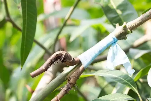 芒果树的嫁接方法有哪些 ,芒果树几月嫁接成活率高插图1
