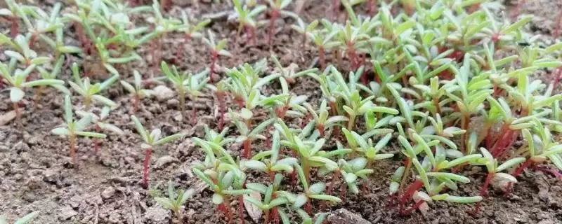 太阳花种子如何快速发芽?促使太阳花种子快速发芽要掌握哪些有效技巧?插图 太阳花种子如何快速发芽?促使太阳花种子快速发芽要掌握哪些有效技巧?插图