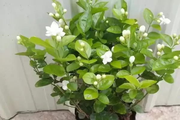 盆栽茉莉花开花时间：养三年左右开花的成长历程插图2