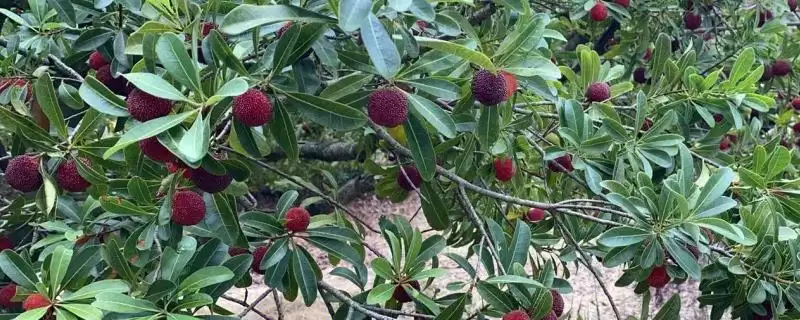 了解杨梅成熟月份的方法和重点?了解杨梅成熟月份要做好哪些细节?插图 了解杨梅成熟月份的方法和重点?了解杨梅成熟月份要做好哪些细节?插图