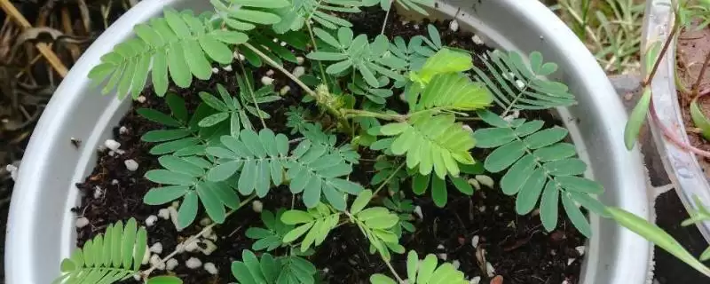 如何种植含羞草种子?种植含羞草种子要遵循哪些详细的种植步骤?插图 如何种植含羞草种子?种植含羞草种子要遵循哪些详细的种植步骤?插图