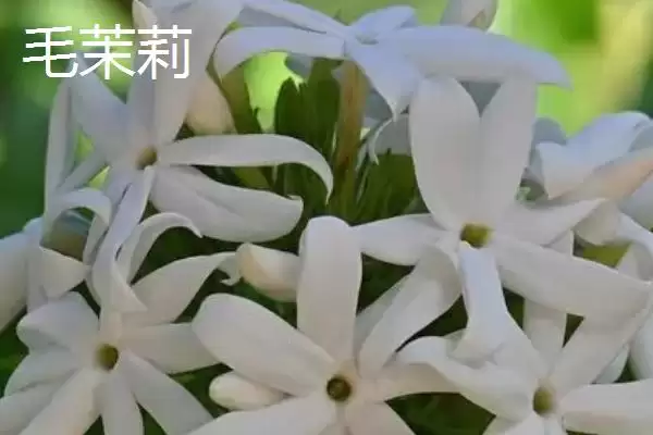 毛茉莉与茉莉花有什么区别呢 ,毛茉莉与茉莉花外形和花形不同插图1