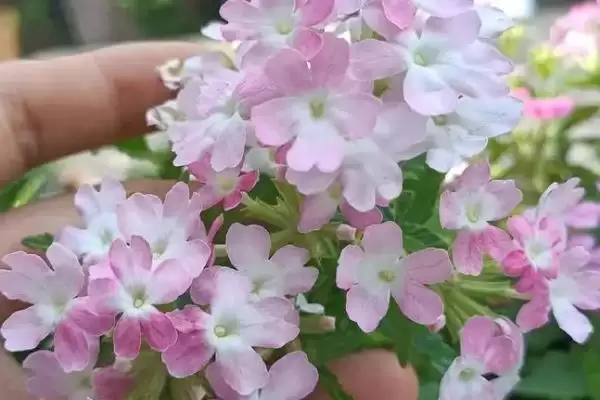 适合秋天种的花草种子有哪些？挑选适合秋天种植的花草种子要注意什么？插图2