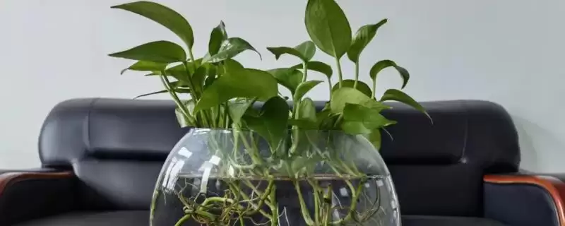 水培植物越冬技巧?帮助水培植物越冬要掌握哪些有效的保暖和养护技巧?插图 水培植物越冬技巧?帮助水培植物越冬要掌握哪些有效的保暖和养护技巧?插图