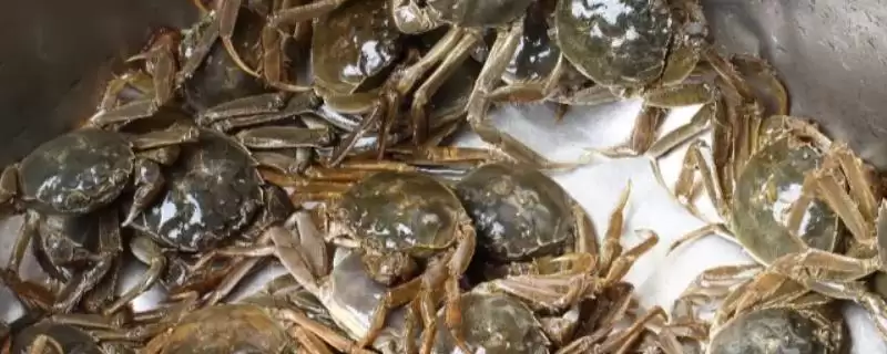 死了的螃蟹吃了会怎样?了解食用死螃蟹后果要知晓哪些食品安全和健康风险?插图 死了的螃蟹吃了会怎样?了解食用死螃蟹后果要知晓哪些食品安全和健康风险?插图