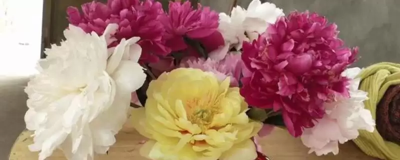 芍药鲜切花怎么养护?养护芍药鲜切花要掌握哪些关键的保鲜方法?-会东网