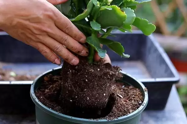 秋天长寿花换盆时机:春秋为换盆适期的原因及操作插图1 秋天长寿花换盆时机:春秋为换盆适期的原因及操作插图1