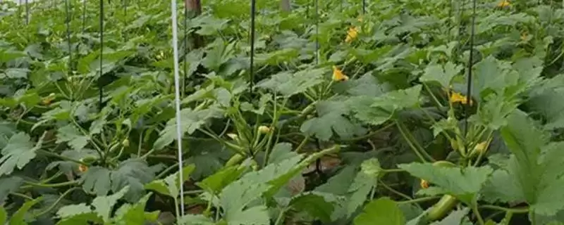 西葫芦亩产的产量和要点？了解西葫芦亩产需关注哪些关键因素？-会东网