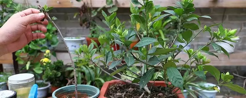 掌握栀子花移栽方法的方法和重点？掌握栀子花移栽方法要做好哪些细节？-会东网