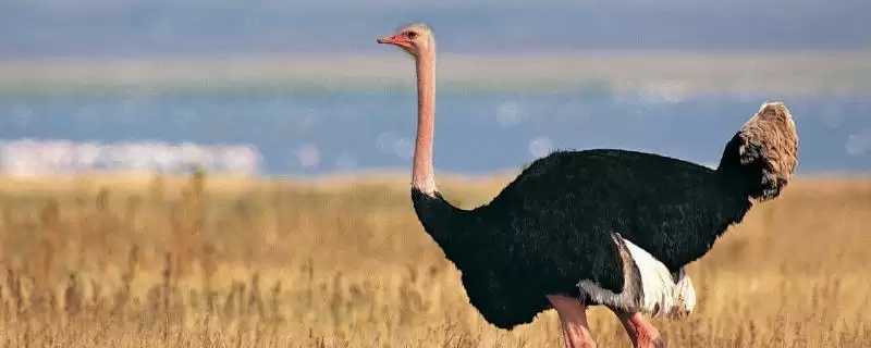 鸵鸟的特征？认识鸵鸟要了解哪些关键的生物形态、习性和生理特征要点？-会东网