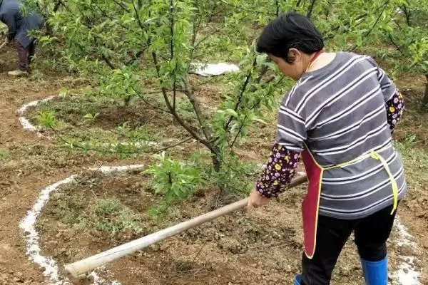 微肥使用技巧？使用微肥要掌握哪些关键的施肥时机、用量和方法技巧？插图3