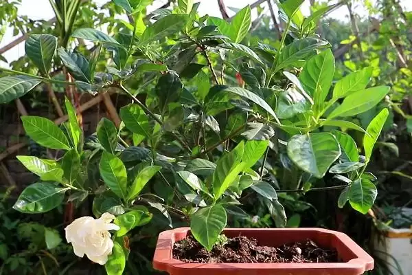 掌握栀子花移栽方法的方法和重点？掌握栀子花移栽方法要做好哪些细节？插图2