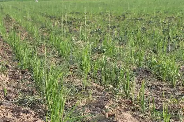 了解知母种植注意事项的方法和重点？了解知母种植注意事项要做好哪些细节？插图1