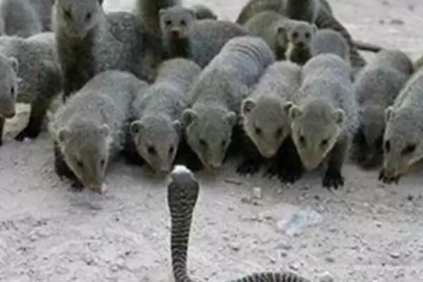 蛇獴为什么不怕蛇毒？探究蛇獴不怕蛇毒原因要了解哪些生理特性？插图3