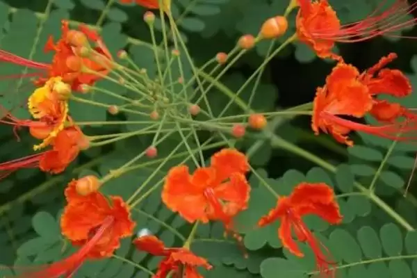 金凤花的繁殖方法 ,金凤花在什么时间繁殖为佳插图3