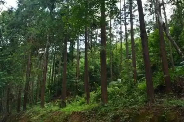 农业部门大揭秘：种植业、林业等五大部门的职能介绍插图3