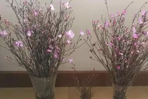 如何养干枝杜鹃开花快?养护干枝杜鹃促开花要运用哪些有效技巧?插图1 如何养干枝杜鹃开花快?养护干枝杜鹃促开花要运用哪些有效技巧?插图1
