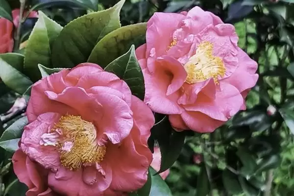 无惧烈日的花卉:向日葵、茉莉花、碗莲的阳光秘籍插图7 无惧烈日的花卉:向日葵、茉莉花、碗莲的阳光秘籍插图7