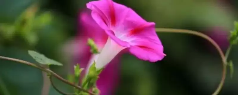 牵牛花晚上颜色奥秘:一般呈红色的奇妙现象插图 牵牛花晚上颜色奥秘:一般呈红色的奇妙现象插图