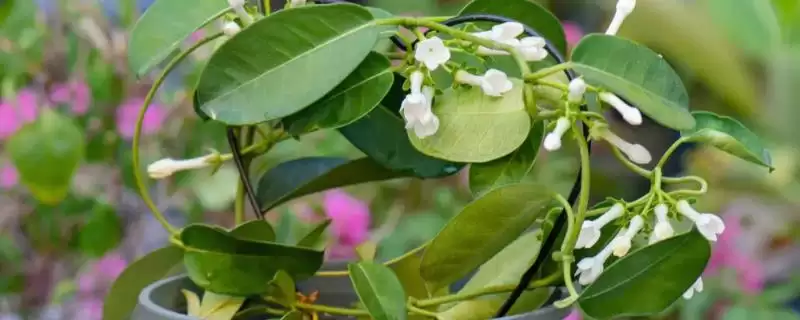 盆栽茉莉花开花时间：养三年左右开花的成长历程-会东网
