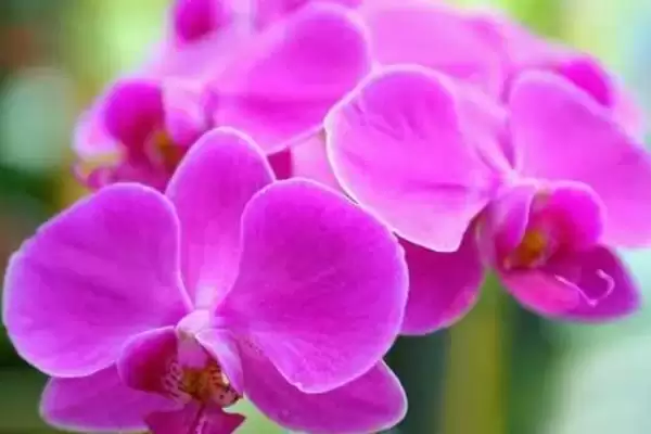 紫罗兰花语的含义和要点？理解紫罗兰花语需关注哪些关键信息？插图7