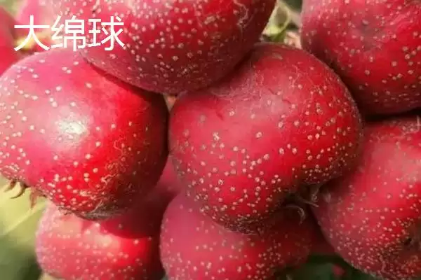 山楂树品种？认识山楂树品种要了解哪些关键的品种分类信息？插图3
