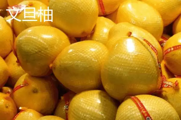 了解柚子成熟上市时间的方法和重点？了解柚子成熟上市时间要做好哪些细节？插图2